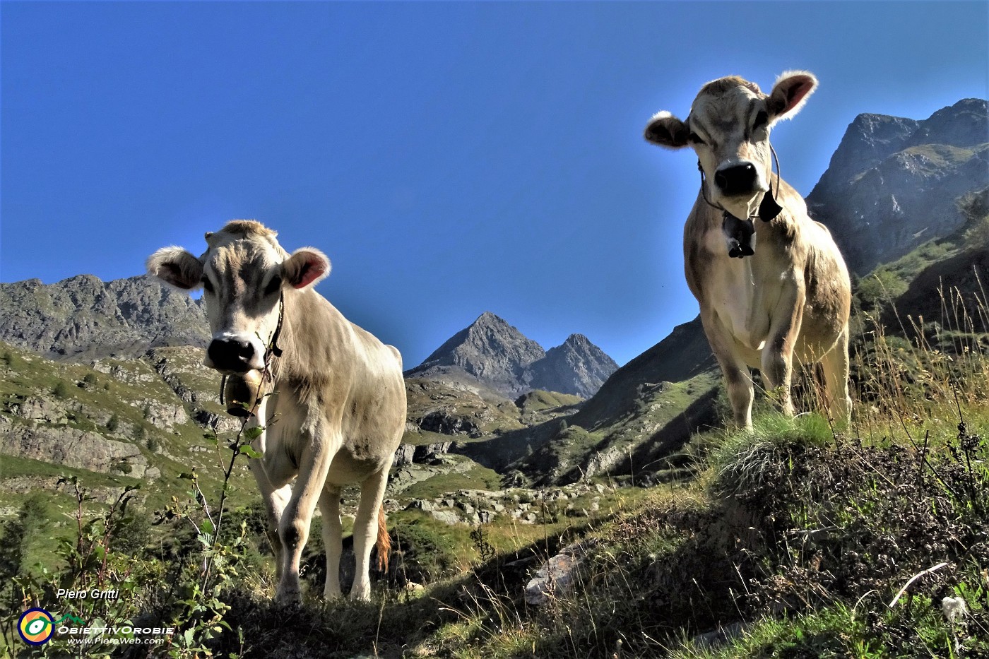 02 Mucche e Diavoli....JPG -                                